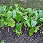 Laurier rotondifolia, Tuin en Terras, Ophalen, Zomer, Overige soorten, Halfschaduw