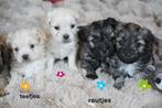 Mooie kleine boomer pups, kruising maltezer - shih tzu., Dieren en Toebehoren, Nederland, Overige rassen, 8 tot 15 weken, CDV (hondenziekte)