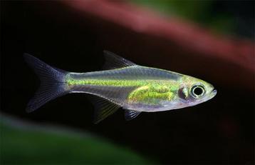 Hobbyaquarium 4xMEGEAKTIE Woensdag 16/7 van 12 tot 20 uur  beschikbaar voor biedingen
