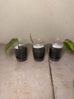 Philodendron brasil, Huis en Inrichting, Kamerplanten, Ophalen of Verzenden, Halfschaduw, Minder dan 100 cm