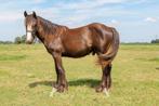 Leuke tinker hengst, Dieren en Toebehoren, Niet van toepassing, Hengst, Recreatiepony, D pony (1.37m tot 1.48m)