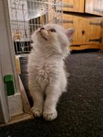 Nog 2 lilac point witte britse langhaar kittens, Dieren en Toebehoren, Katten en Kittens | Raskatten | Langhaar, Meerdere dieren