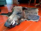 Opgezet Everzwijn kleed met opgezette kop taxidermie, Ophalen of Verzenden, Zo goed als nieuw, Wild dier, Opgezet dier