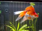 Totale aquarium verkoop 12 vissen 2 slakken, Dieren en Toebehoren, Vis
