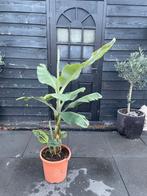 Musa Bananenplant hoogte 150 cm, Tuin en Terras, Planten | Tuinplanten, Ophalen, Zomer, Overige soorten, Volle zon