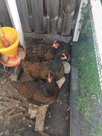 3 kippen Barnevelders hennen te koop, Dieren en Toebehoren, Kip, Vrouwelijk