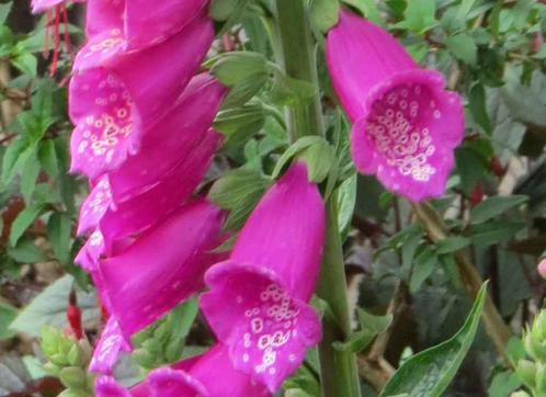 Vingerhoedskruid donkerroze en wit  2 euro, Tuin en Terras, Planten | Tuinplanten, Overige soorten, Volle zon, Zomer, Ophalen