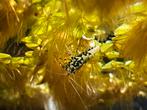 10 Taitibee/boa garnalen, Kreeft, Krab of Garnaal, Zoetwatervis