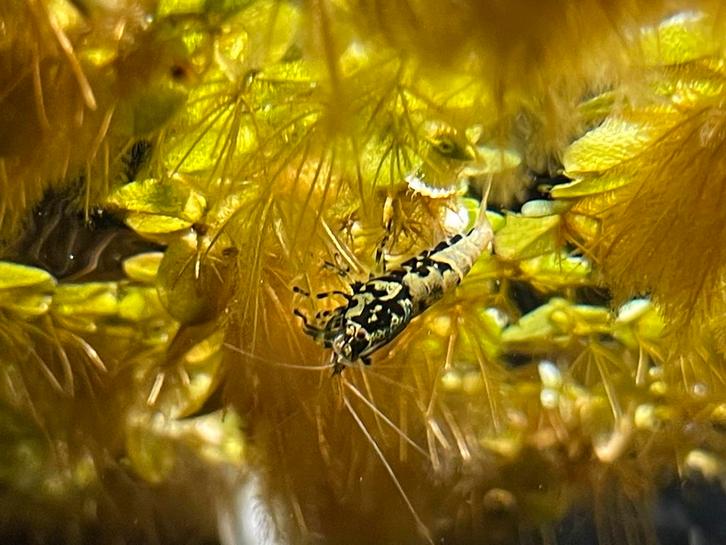 10 Taitibee/boa garnalen, Dieren en Toebehoren, Vissen | Aquariumvissen, Zoetwatervis, Kreeft, Krab of Garnaal