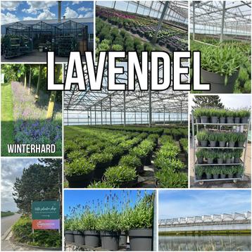 Lavendel  winterhard 19 cm pot  beschikbaar voor biedingen