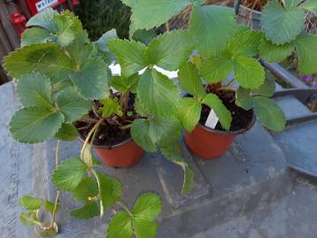Aardbeien beschikbaar voor biedingen