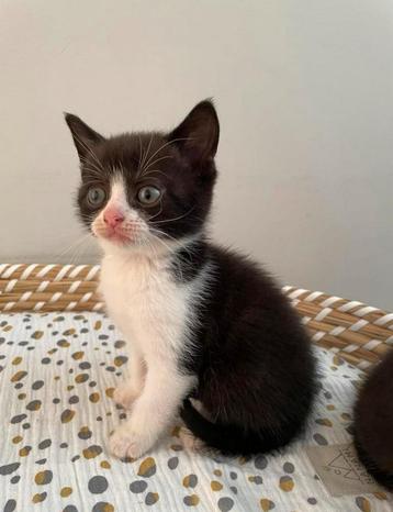 Lieve kruising BRITSE KORTHAAR kruising kitten, kater beschikbaar voor biedingen