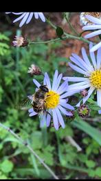 Zomeraster stekken, Tuin en Terras, Planten | Tuinplanten, Ophalen, Zomer, Overige soorten, Volle zon