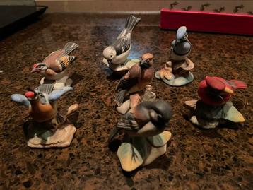Schattige vogeltjes  beschikbaar voor biedingen