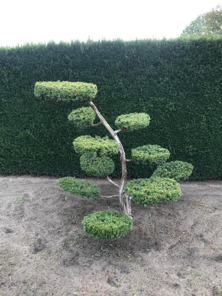 Te koop 2 bonsai snoeivormen van taxus., Tuin en Terras, Planten | Tuinplanten, Vaste plant, Overige soorten, Halfschaduw, Bloeit niet