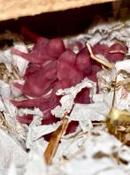 Jonge syrische hamsters / goudhamsters te koop., Dieren en Toebehoren, Knaagdieren, Hamster, December, Meerdere dieren, Tam