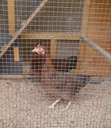 3 Fantastische Welsumer kriel hennen! Welsumers krielen eitj beschikbaar voor biedingen