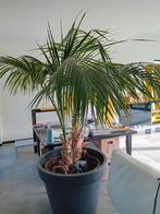 Grote Palm, Tuin en Terras, Ophalen, Bloeit niet, Overige soorten, Volle zon