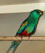 Veelkleuren parkiet, Dieren en Toebehoren, Vogels | Parkieten en Papegaaien, Meerdere dieren, Parkiet, Geringd