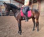 Brave 6 jr ruin 1,64(recreatie-manege-sport), Dieren en Toebehoren, Springpaard, B, Gechipt, Ruin