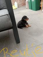 Raszuivere rottweiler pups  nog   1 teefje en 1 reutje, Rabiës (hondsdolheid), 8 tot 15 weken, Meerdere, Meerdere dieren