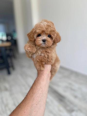 Aziatische Exclusieve Maltipoo F1 pups (Maltezer/Toy Poedel) beschikbaar voor biedingen