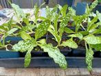 Mariadistel Plantjes, Ophalen, Eenjarig, Kruiden, Volle zon