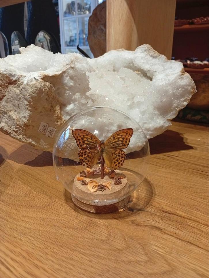 Prachtige vlinder in stolp hoogte 10 cm, Huis en Inrichting, Woonaccessoires | Stolpen, Nieuw, Ophalen of Verzenden