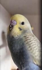 Te koop jonge grasparkieten net zelfstandig., Dieren en Toebehoren, Vogels | Parkieten en Papegaaien, Geslacht onbekend, Parkiet