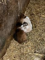 Terdekking maanvlek dwergbok, Dieren en Toebehoren, Schapen, Geiten en Varkens, Mannelijk, Geit