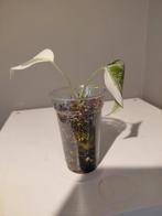 Monstera Albo Variegata Jonge plant   nr 5, Huis en Inrichting, Kamerplanten, Ophalen of Verzenden, Halfschaduw, Minder dan 100 cm