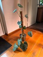 Philodendron Sodiroi, Huis en Inrichting, Kamerplanten, Ophalen, Halfschaduw, Minder dan 100 cm