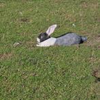 Konijn, Dieren en Toebehoren, Konijnen, Mannelijk