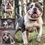 Old English Bulldog dekreu met stamboom., Particulier, Rabiës (hondsdolheid), 1 tot 2 jaar, Reu