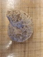 Leuk fossiel te koop, Ophalen of Verzenden, Fossiel