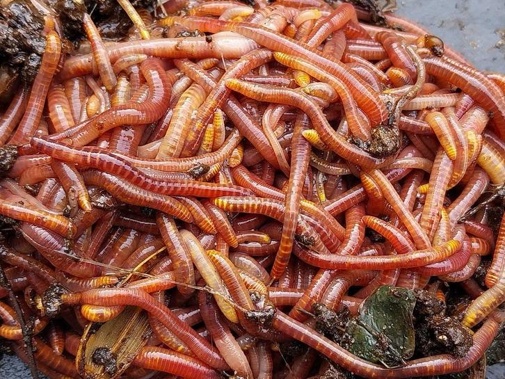 Tijgerwormen voor wormenhotel of compostvat, Tuin en Terras, Aarde en Mest, Ophalen