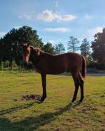 2 prachtige hengst veulens kwpn / vos, Dieren en Toebehoren, Paarden, Dressuurpaard, 0 tot 2 jaar, Hengst, Onbeleerd