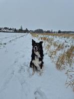 Oppassen in onze vakantie met wederdienst in uw vakantie?, Dieren en Toebehoren, Ophalen