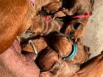 Rhodisian Ridgeback, Rabiës (hondsdolheid), Overige rassen, 8 tot 15 weken, Meerdere