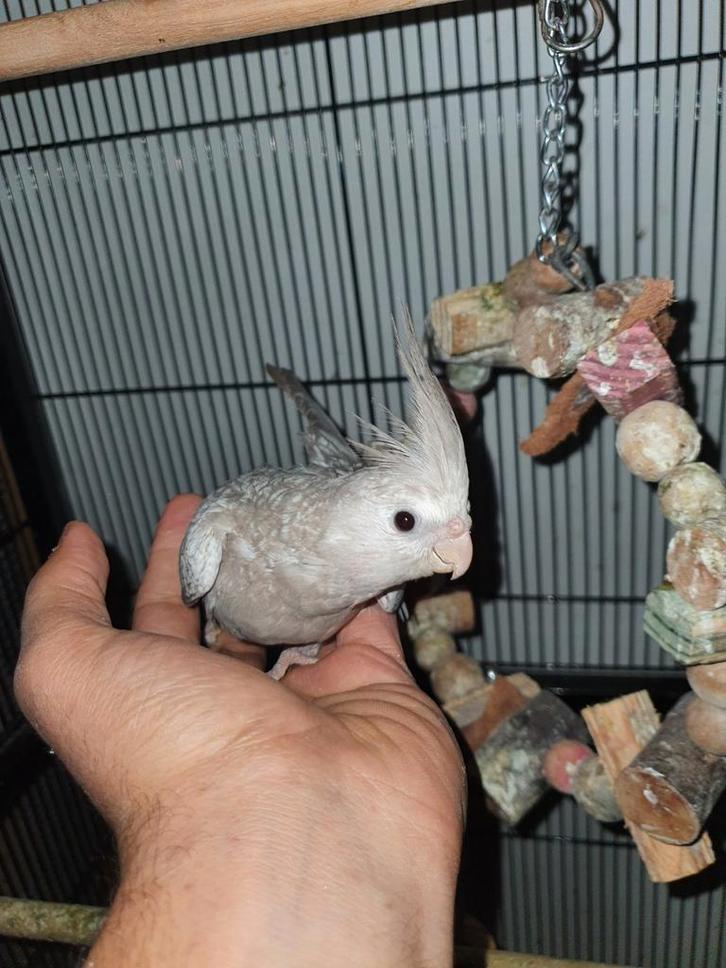 Tamme valkparkiet met DNA, Dieren en Toebehoren, Vogels | Parkieten en Papegaaien, Parkiet, Geslacht onbekend