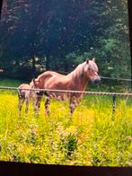 Braaf belgisch trekpaard. Loopt voor de kar, Merrie, Minder dan 160 cm, Tuigpaard, Met stamboom