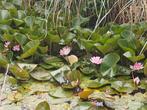 Waterlelies, Ophalen, Nieuw