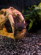 Axolotl koppeltje te koop!, Vis