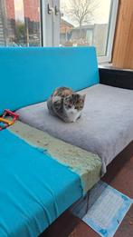 4 poezen gratis, Dieren en Toebehoren, Katten en Kittens | Overige Katten, Poes