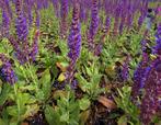 Salvia vaste planten in verschillende maten, Ophalen of Verzenden