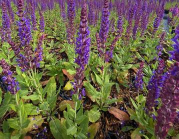 Salvia vaste planten in verschillende maten beschikbaar voor biedingen