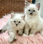 Racoon kittens ragdoll x mainecoon zoeken personeel ;), Kater, Ontwormd