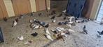 Irans duiven, Dieren en Toebehoren, Meerdere dieren, Postduif