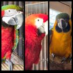 Super mooie ara's, Dieren en Toebehoren, Vogels | Parkieten en Papegaaien, Papegaai