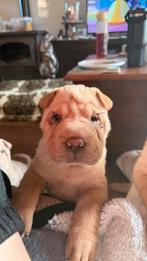 Sharpei pup, Parvo, Overige rassen, 8 tot 15 weken, Teef